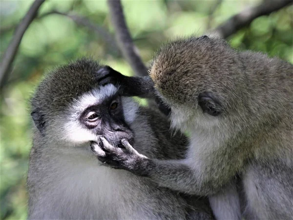 Ένα Κοντινό Πλάνο Του Vervet Μαϊμού Κοιτάζοντας Στο Μάτι Του — Φωτογραφία Αρχείου