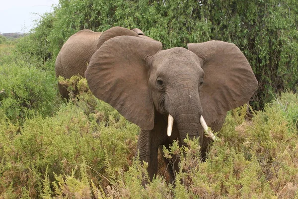 Kenya Afrika Daki Bir Grup Filin Gündüz Çekimi — Stok fotoğraf