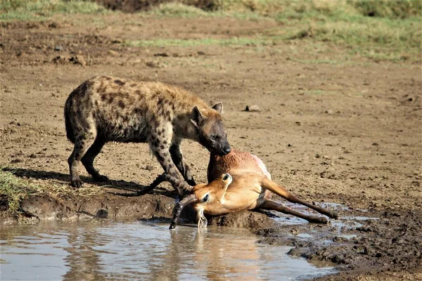 Hyena Snaží Skrýt Zabití Impaly — Stock fotografie