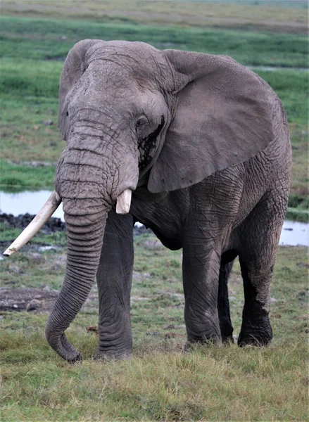 Крупним Планом Великий Постріл День Слона Бика — стокове фото