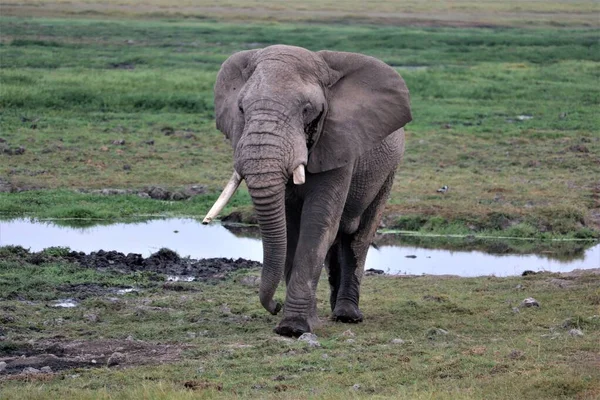 Закрытие Крупного Быка Слона Дневное Время Выстрелили — стоковое фото