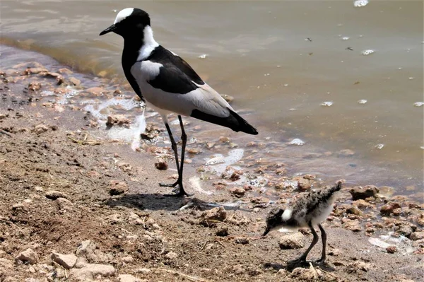 Pájaros Blancos Negros Cerca Del Agua — Foto de Stock