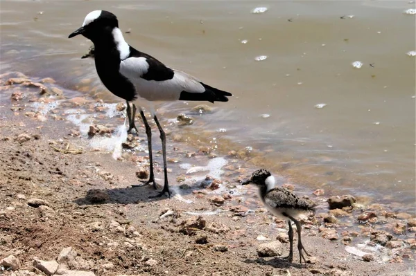 Pájaros Blancos Negros Cerca Del Agua — Foto de Stock