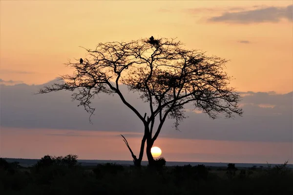 Sonnenuntergang Mit Blick Auf Den Baum — Stockfoto