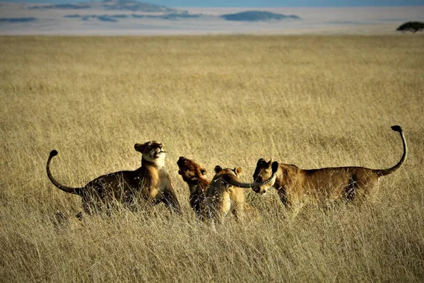 Lionesses Happy Mood Meeting Together — Stock Photo, Image