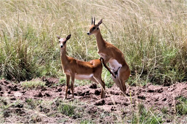 İki Afrika geyiği çiftleşiyor, namibya.