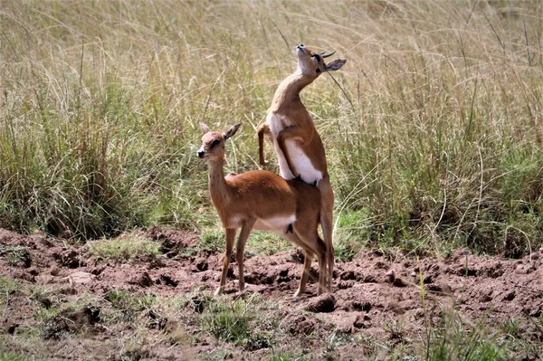 Dos Ciervos Barbecho Africanos Que Reproducen Namibia —  Fotos de Stock