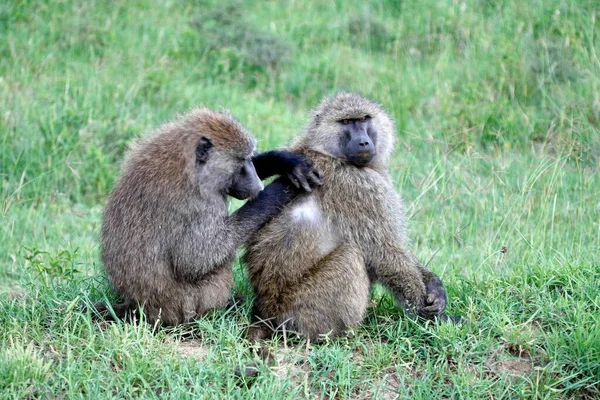 Baboon Carefully Inspecting Skin Friend Stock Image