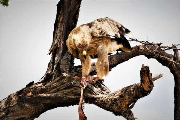 Tawny Örn Äter Ett Skelett Schakal Stockbild