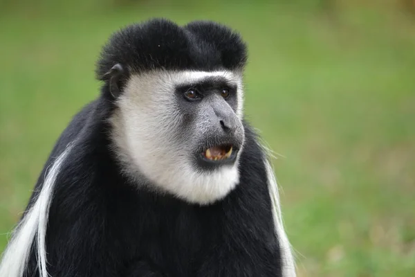 Close Young Black Backed Monkey Stock Photo