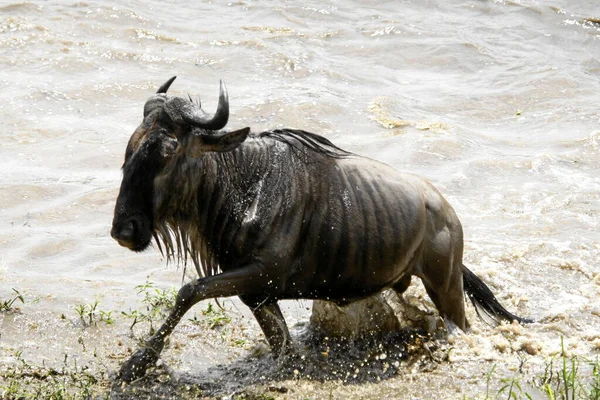 Wildebeest Promenader Floden Stockfoto