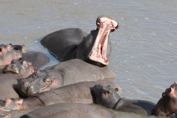 Hippopotame Dans Eau Photo De Stock