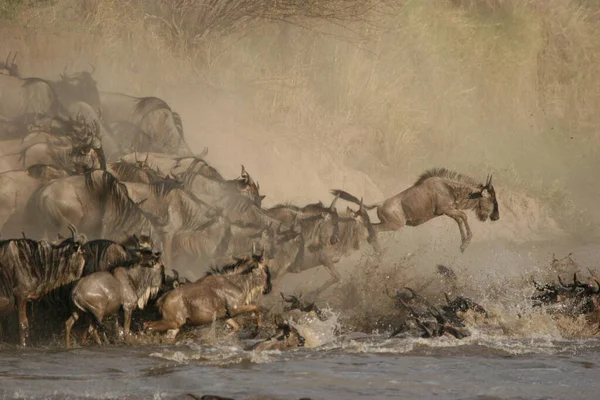 Wildebeests Crossing Mara River Stock Photo