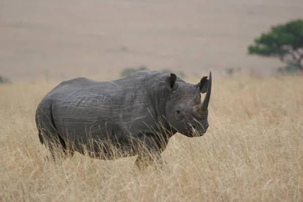 一只黑犀牛靠近了 免版税图库照片