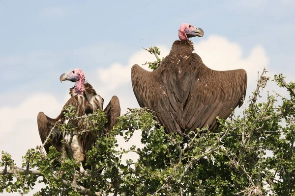 Lappet Faced Vultures Nest Stock Picture