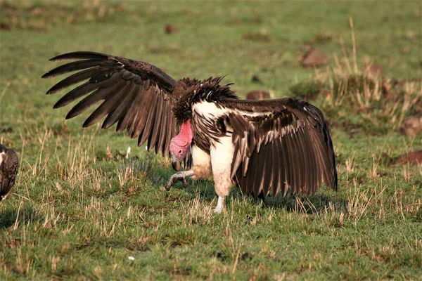 野外最大的秃鹫 翅膀展开 图库图片