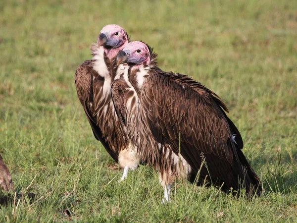 草丛中一只秃鹫的特写镜头 免版税图库照片
