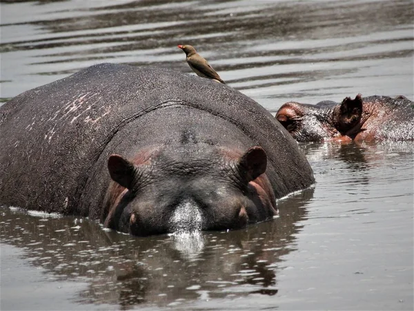 Hippopotame Dans Eau Avec Bec Bœuf Sur Dos Image En Vente