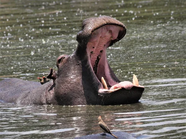 Hippopotame Dans Eau Avec Bouche Ouverte Images De Stock Libres De Droits