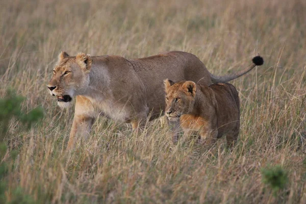 Une Mère Lion Ourson Images De Stock Libres De Droits