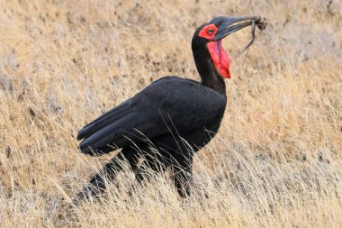 Okavango deltasındaki siyah taçlı turna yiyen kurban.