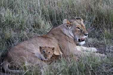Kenya aslanları grubuna yakın çekim