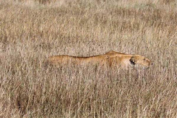 Bir dişi aslan avlanırken uzun otların arasında mükemmel bir şekilde saklanır.