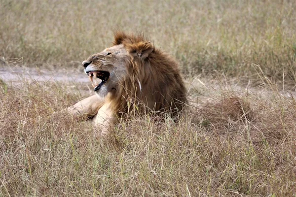 Kafası yana dönmüş, ağzı açık bir aslan sanki kıvranıyormuş gibi.