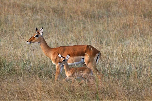 Impala Hona Med Ett Litet Barn — Stockfoto