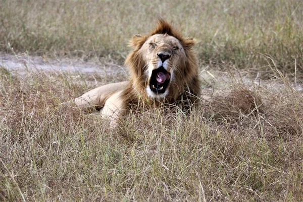 Aslan ağzı açık esnemek üzere. 
