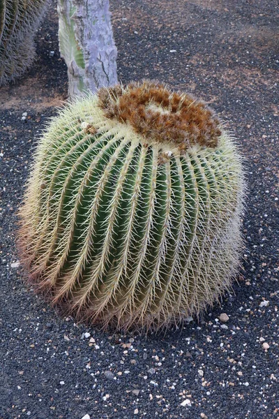 Kaktüsler yakın görüş, lanzarot, kanarya adaları, İspanya
