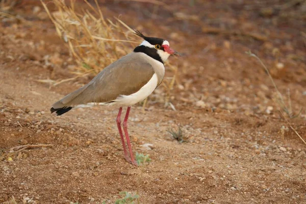 Gri aynak (ardea cinerea) doğal bir yaşam alanında