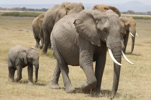 Tagesaufnahme Einer Elefantengruppe Kenia Afrika — Stockfoto