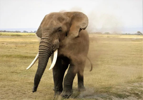 Primo Piano Grande Colpo Giorno Elefante Toro — Foto Stock