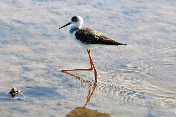 black winged stilt walking through a small swamp