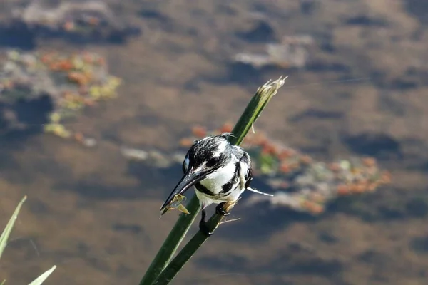 kuş dalda oturuyor.