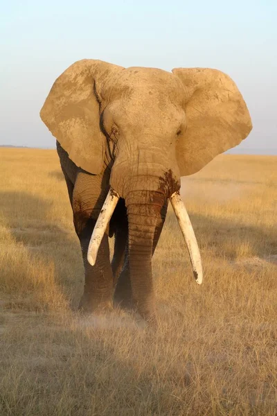 Büyük bir boğa filinin gündüz çekimini kapat.