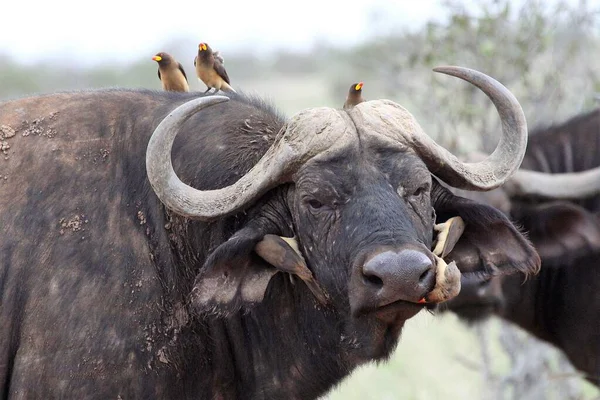 Bizonlar doğal ortamdalar.