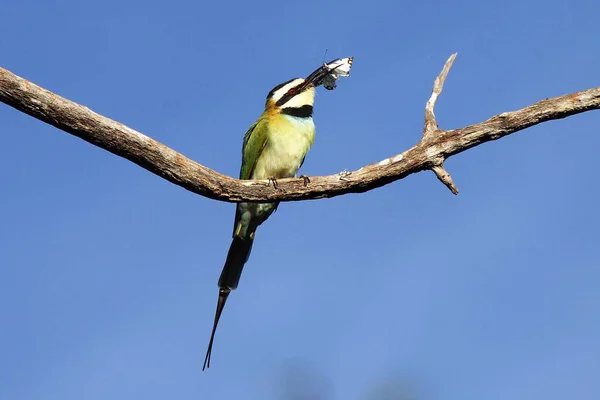 Tüylü kuş dalda oturuyor