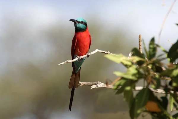 Kırmızı kuyruklu şahin dalda oturuyor.