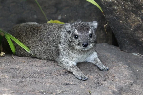 Hyraks Relaksujący Się Skale — Zdjęcie stockowe