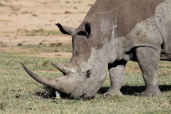 Rinocer Rezervația Jocuri Moremi Parc Național Okavango Botswana — Fotografie, imagine de stoc