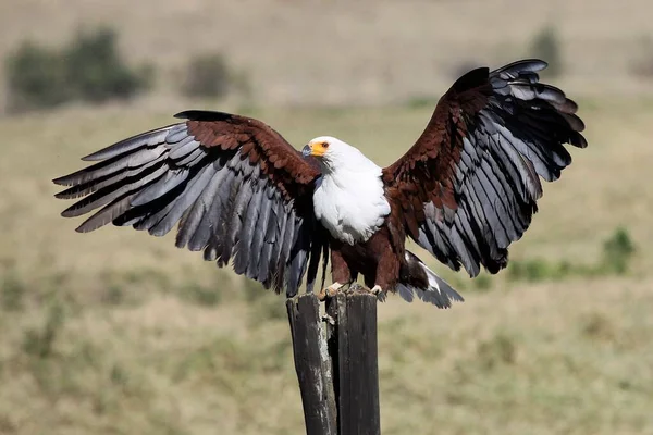 An african fish eagle just landing on a post