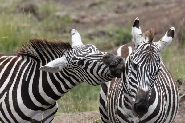 Grupa Zebr Parku Narodowym Serengeti Tanzania — Zdjęcie stockowe