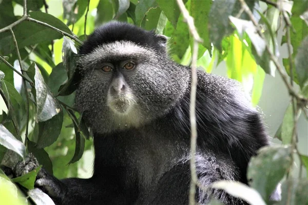 Egy Közeli Kép Egy Vad Fekete Langur Majom Fán — Stock Fotó