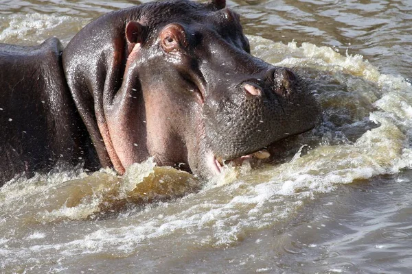 Hipopótamo Ursus Maritimus Hipopótamo Grande Agua —  Fotos de Stock