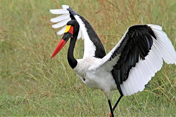 Cigüeña Con Plumas Blancas Negras Lista Para Volar — Foto de Stock