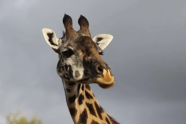 Een Giraffe Staat Zomer Tegen Hemel — Stockfoto