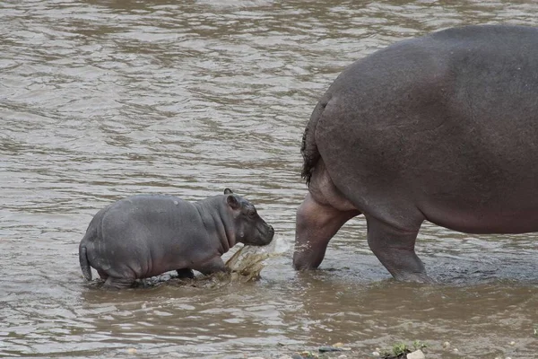 Hippopotame Avec Petit Hippopotame Dans Rivière Afrique — Photo