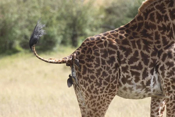 Oxpecker Grooming Rear End Giraffe — Stock Photo, Image